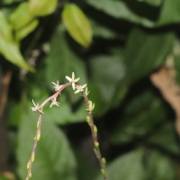 <i>Petiveria alliacea</i>  L.